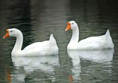 養(yǎng)鵝禁忌有哪些？看看你中了幾條！