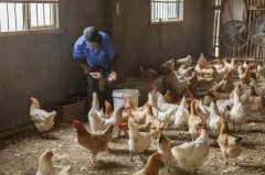 雞新城疫用什么藥效果好，知道之后無需再區(qū)分