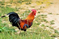 肉雞養(yǎng)殖成本要如何控制？