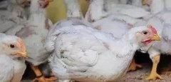 支原體感染的發(fā)展過程及臨床癥狀??！!